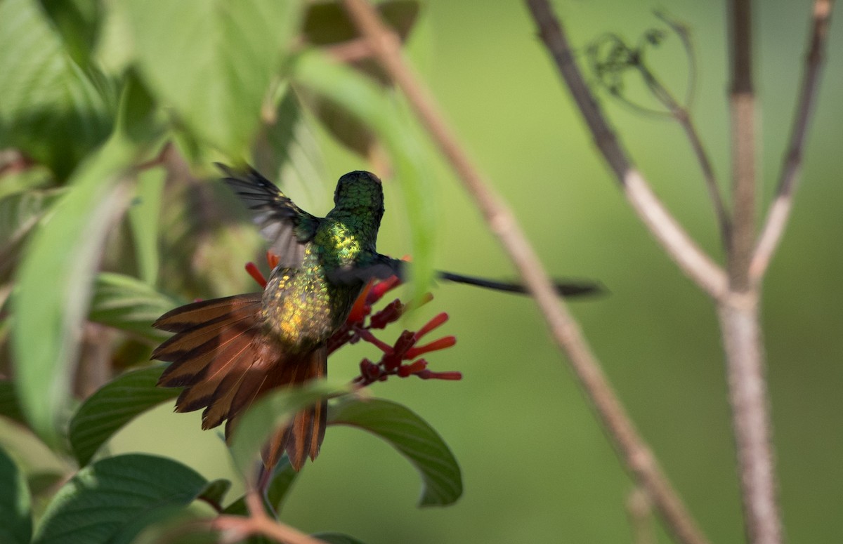 Rufous-tailed Hummingbird - ML61513071