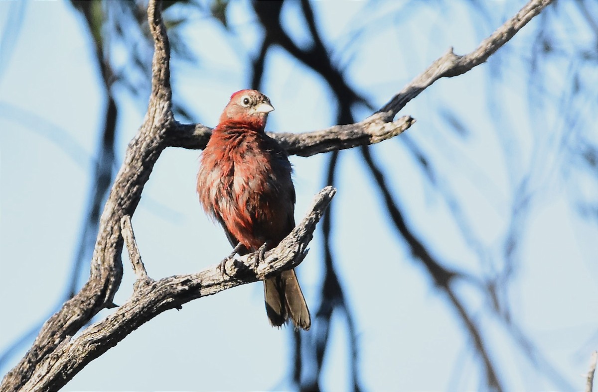Red-crested Finch - ML615130745