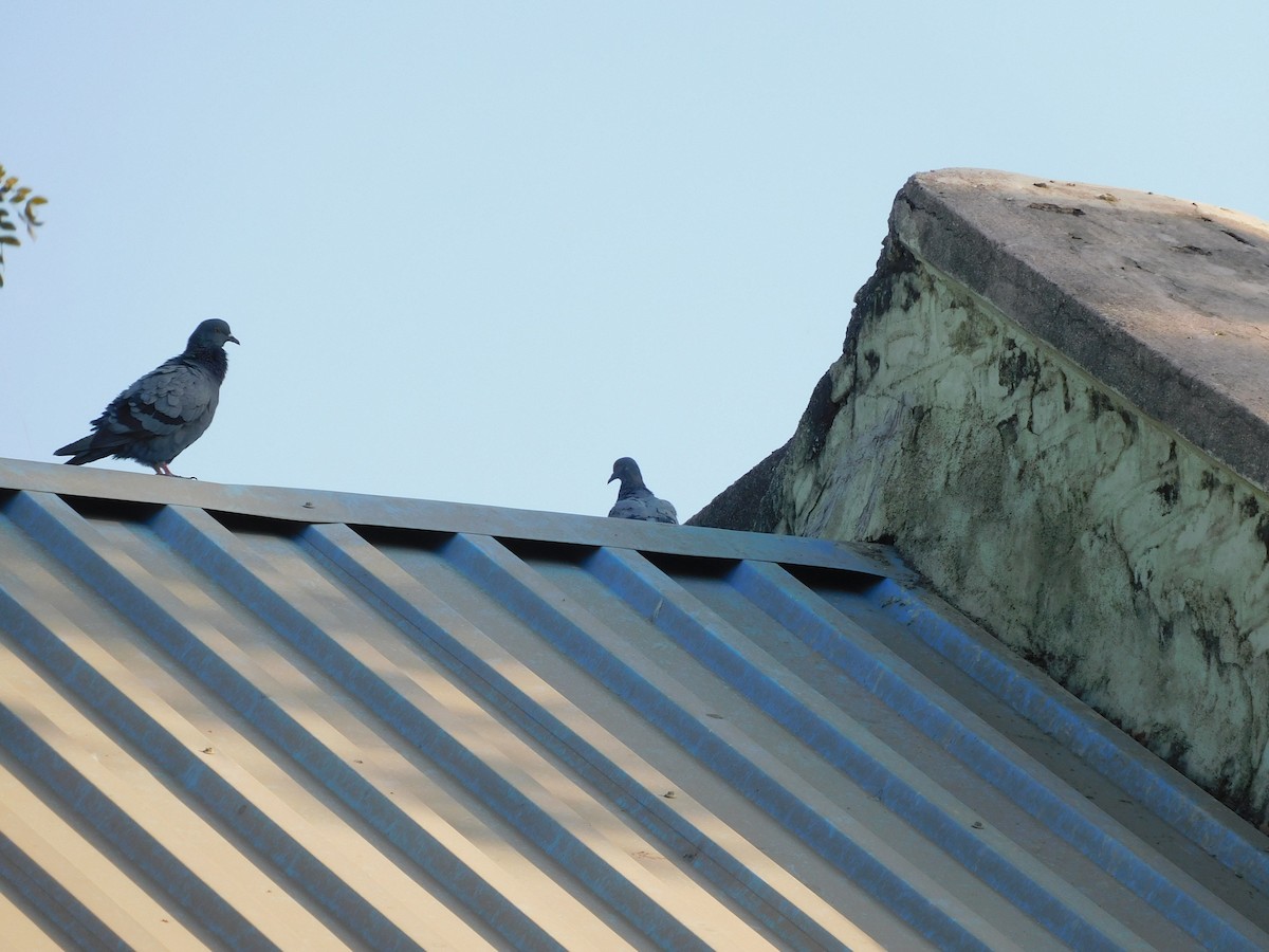 Rock Pigeon (Feral Pigeon) - ML615130756