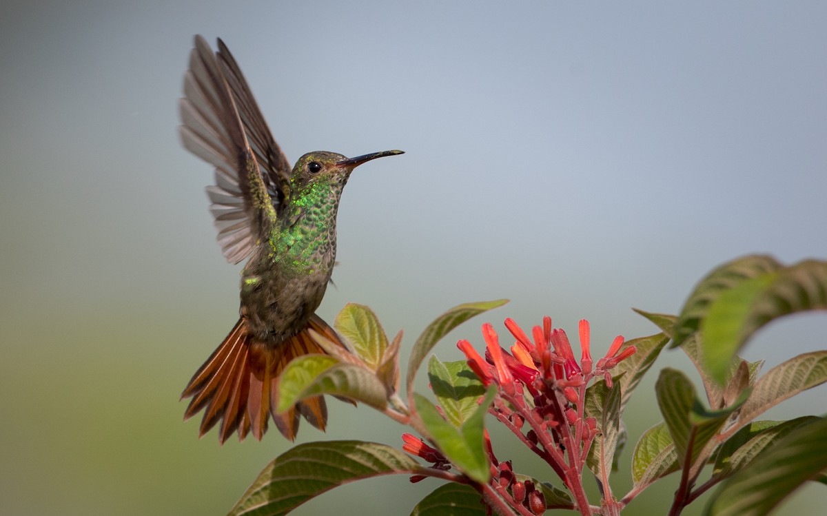 Rufous-tailed Hummingbird - ML61513081