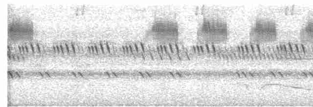 Great Eared-Nightjar - ML615130827