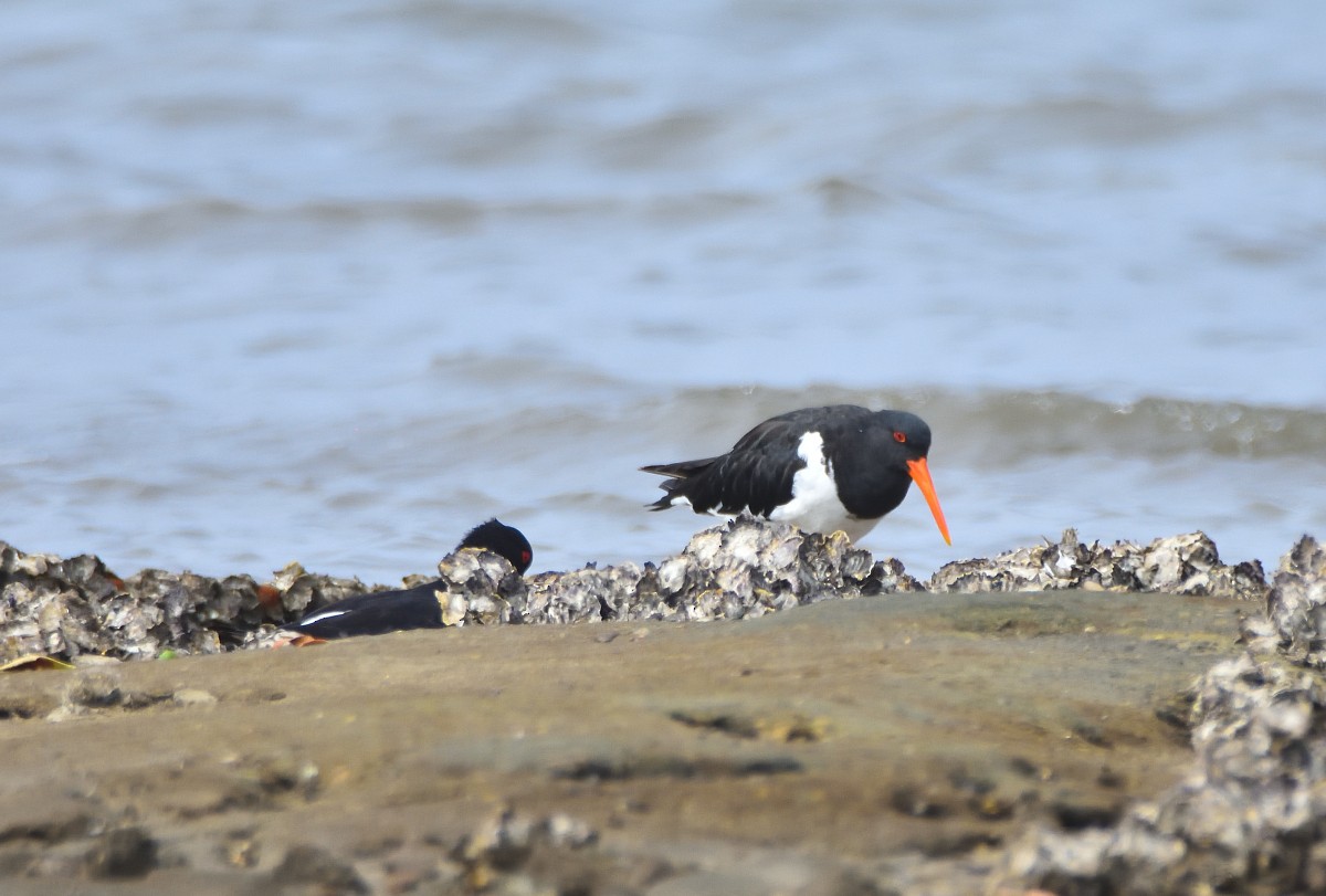 ebird-checklist-21-feb-2024-taren-point-shorebird-reserve-14-species