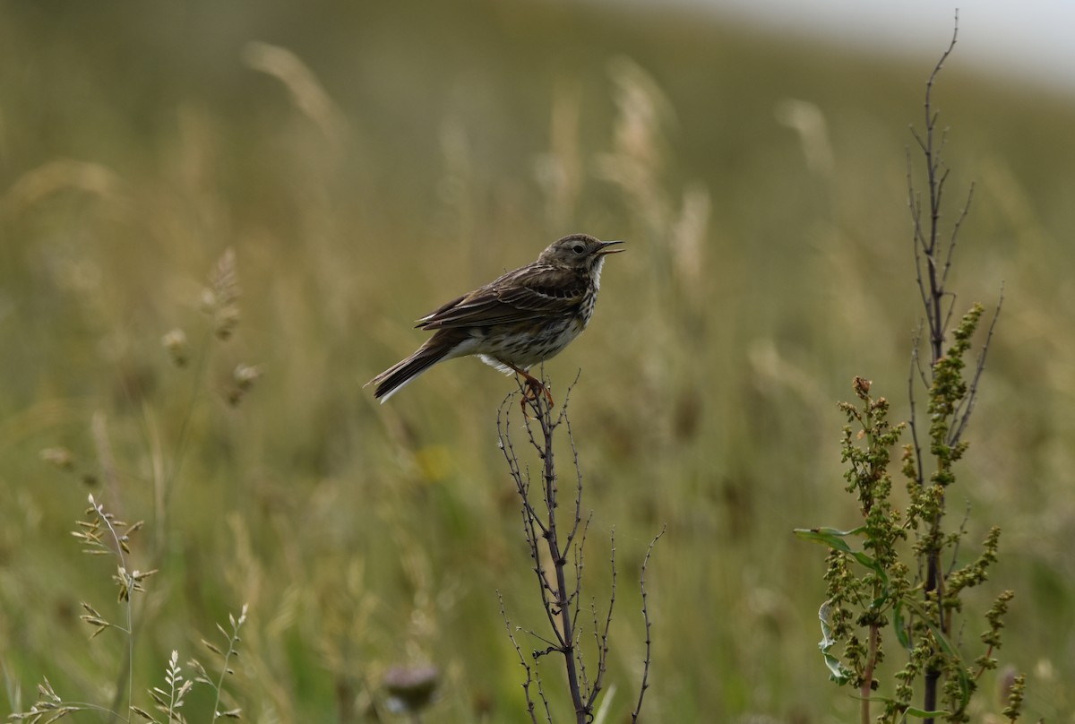 Meadow Pipit - ML615130870