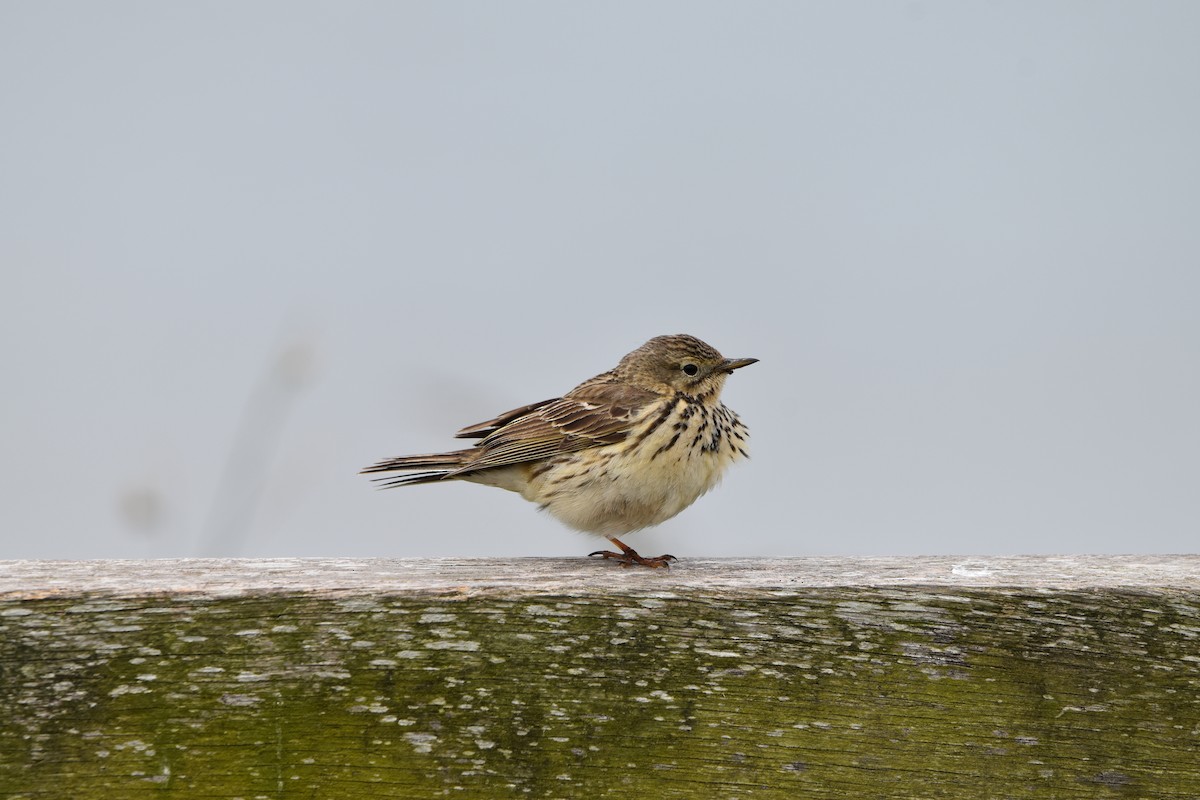 Meadow Pipit - ML615130871
