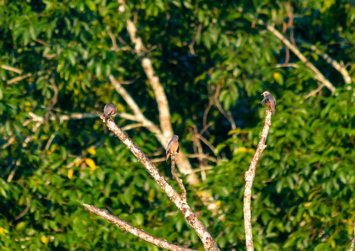 Chestnut-tailed Starling - ML615130925