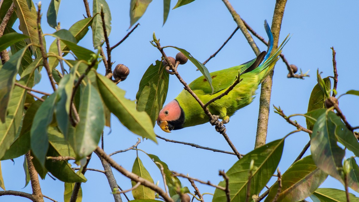 Blossom-headed Parakeet - ML615130926