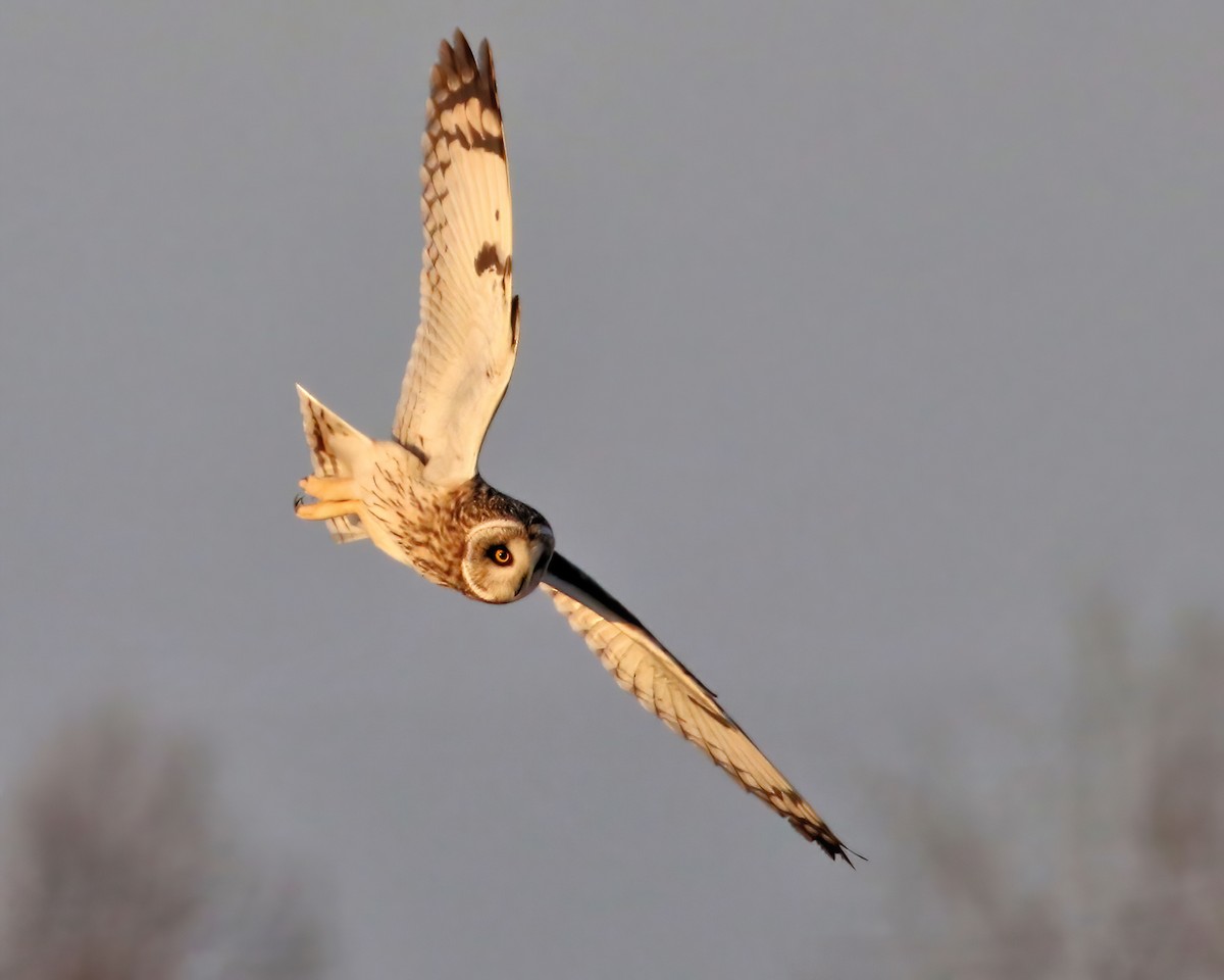 Short-eared Owl - ML615131060