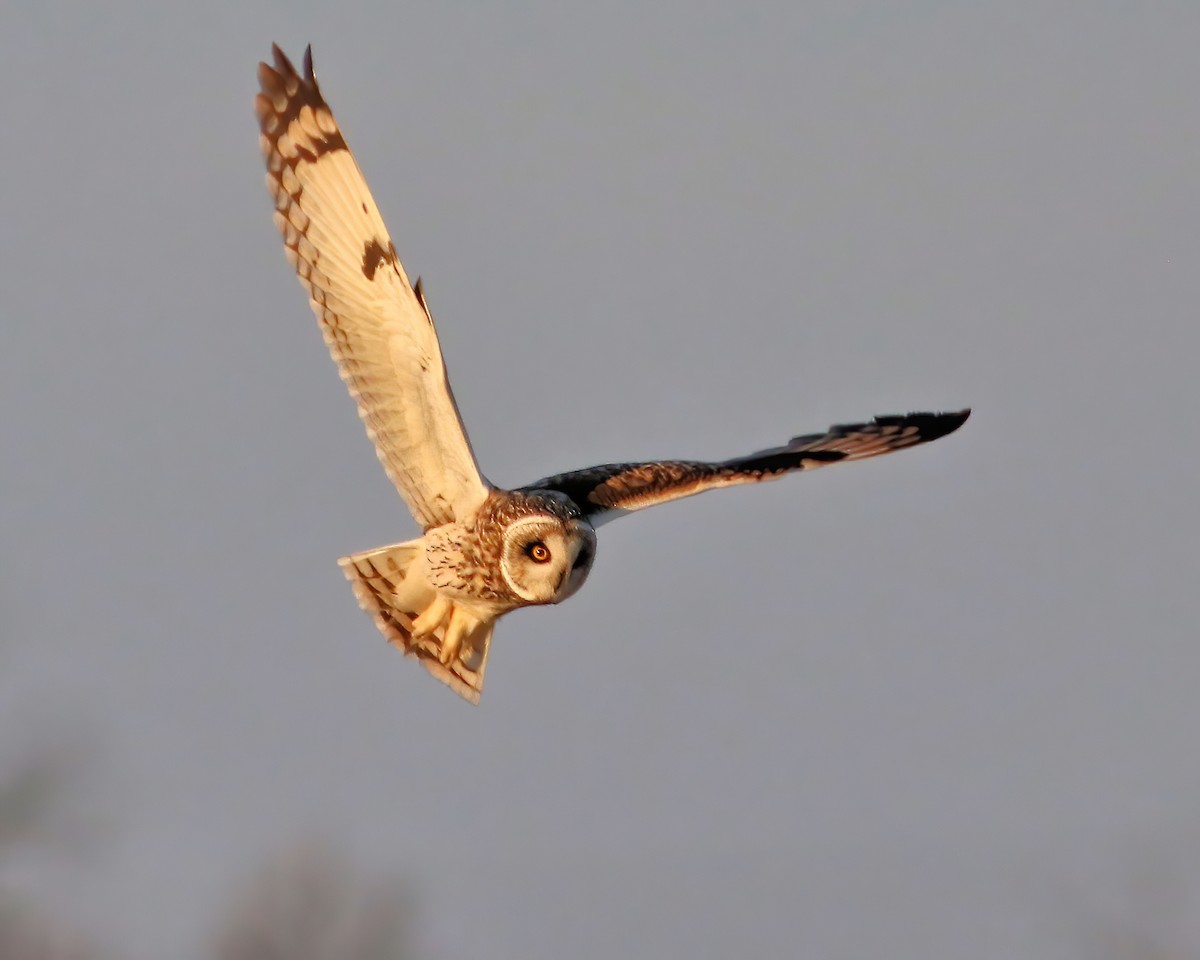 Short-eared Owl - ML615131061