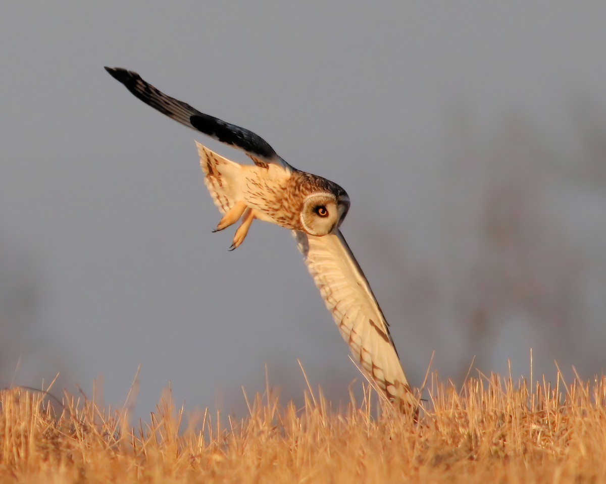 Short-eared Owl - ML615131062