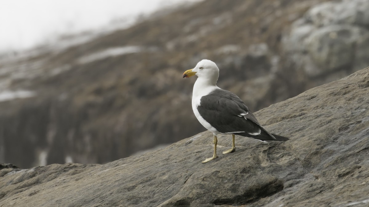 Pacific Gull - Markus Craig