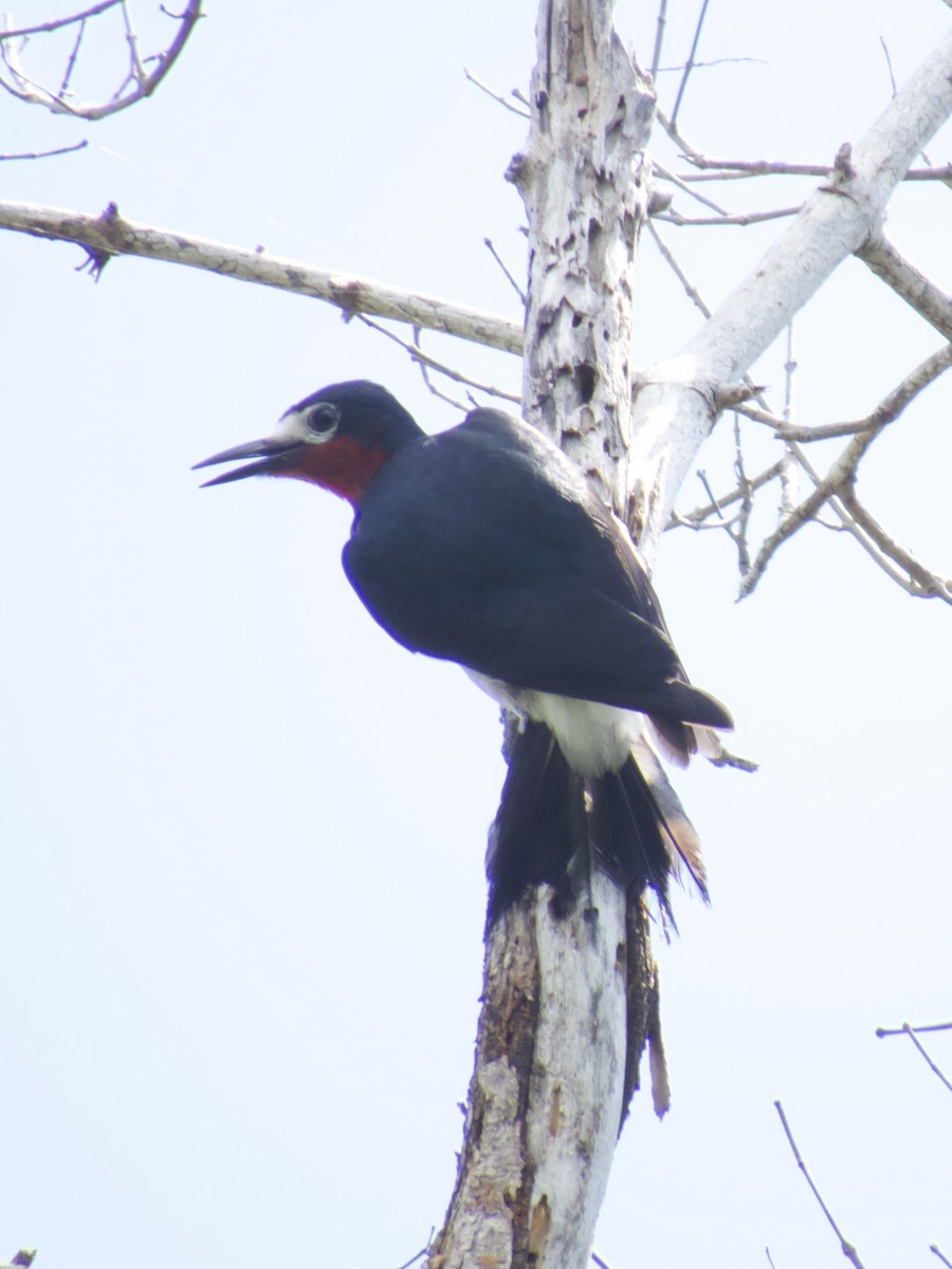 Puerto Rican Woodpecker - ML615131191