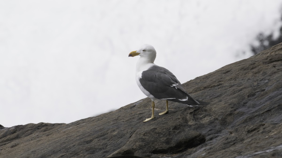 Pacific Gull - Markus Craig