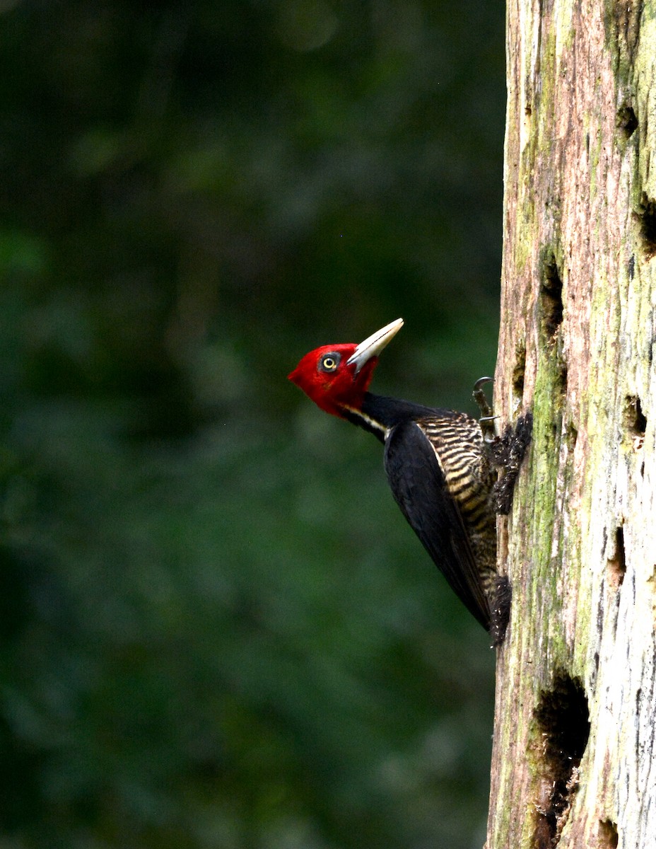 Pale-billed Woodpecker - ML615131489
