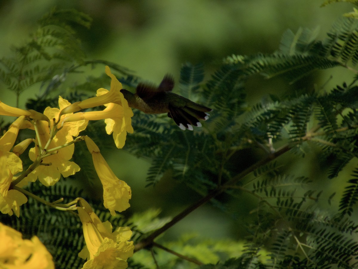 kolibřík tmavoprsý - ML615131534