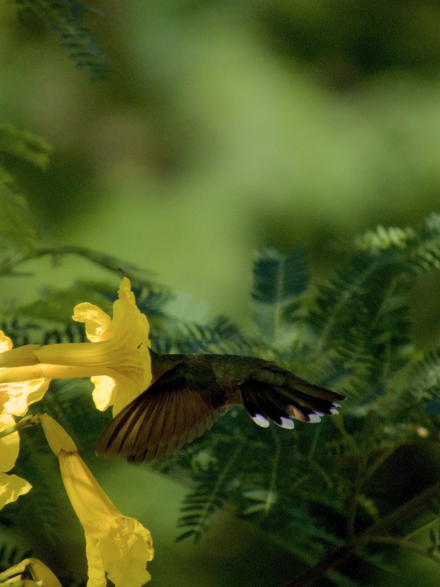 kolibřík tmavoprsý - ML615131535