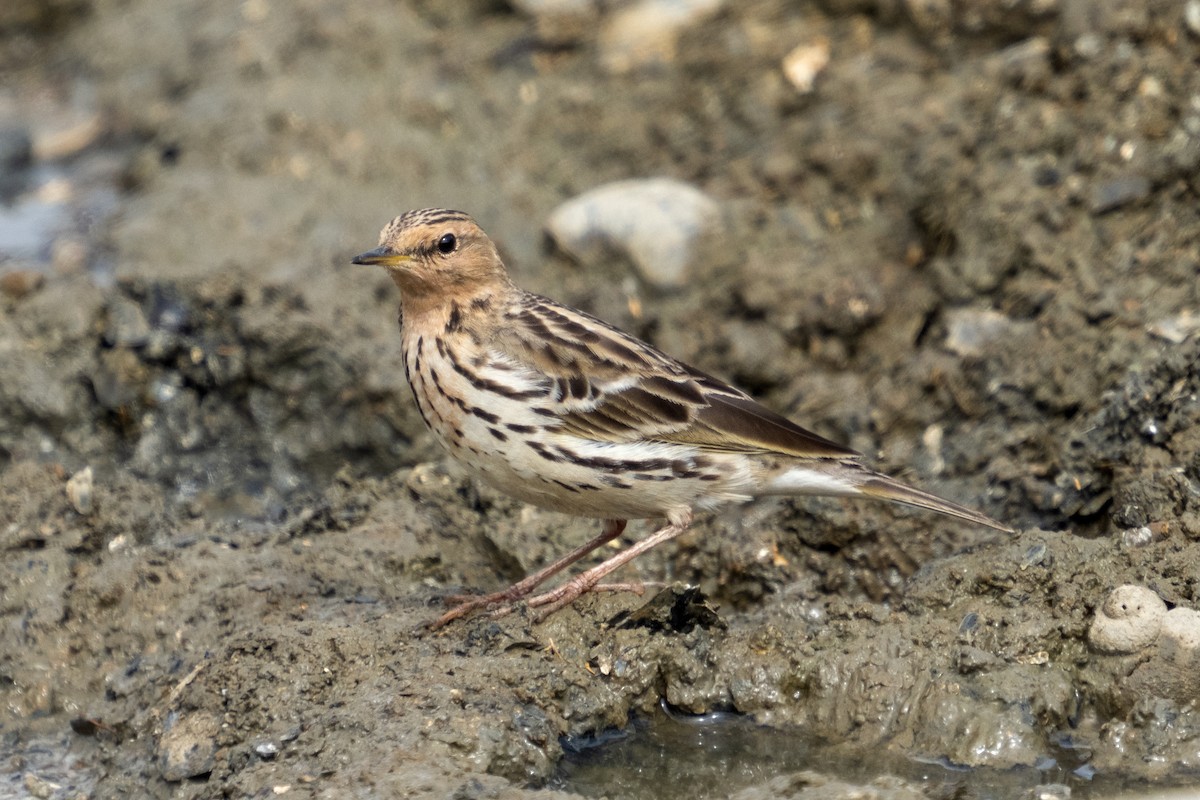 Red-throated Pipit - ML615131553