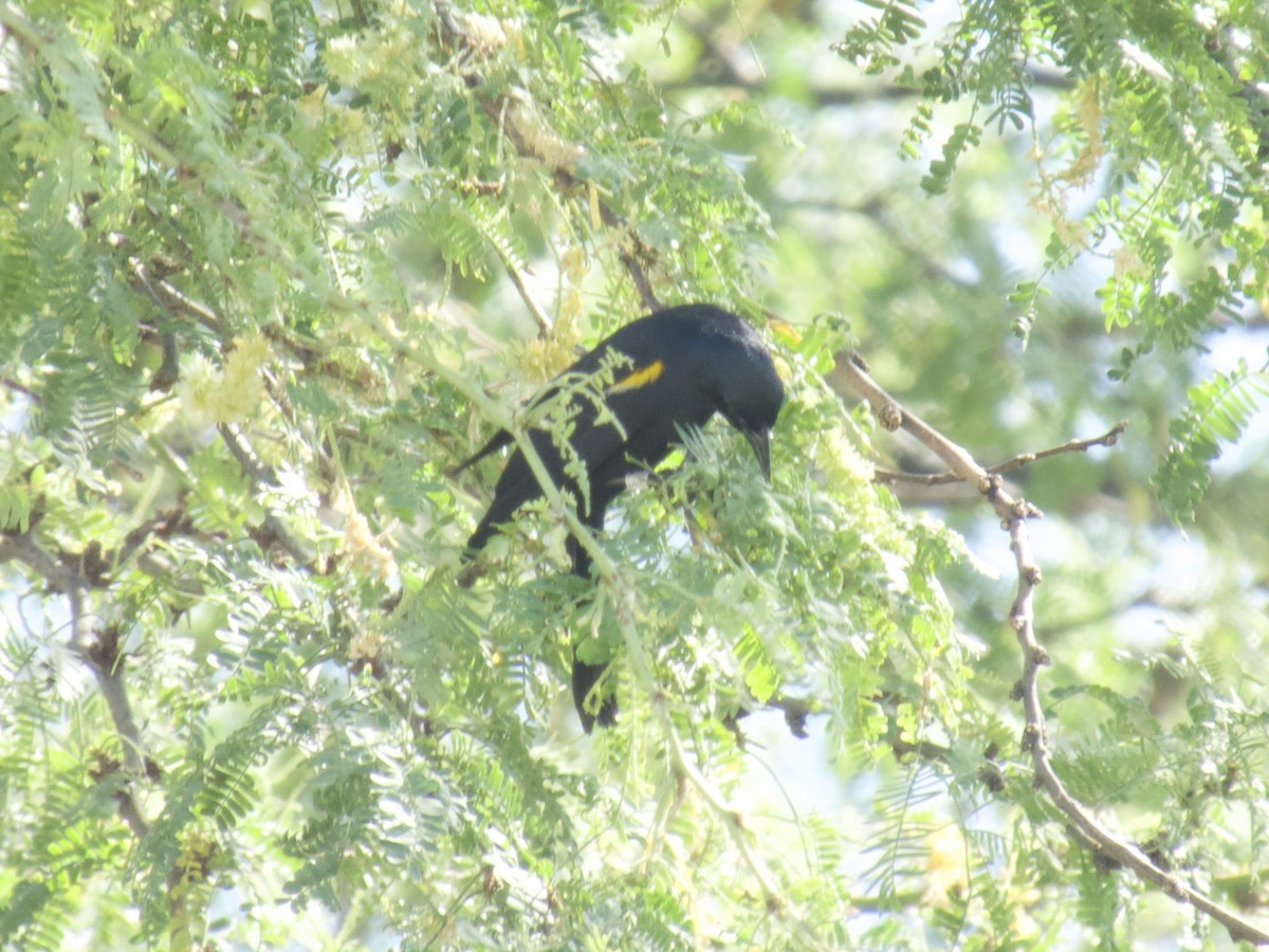 Yellow-shouldered Blackbird - A Branch