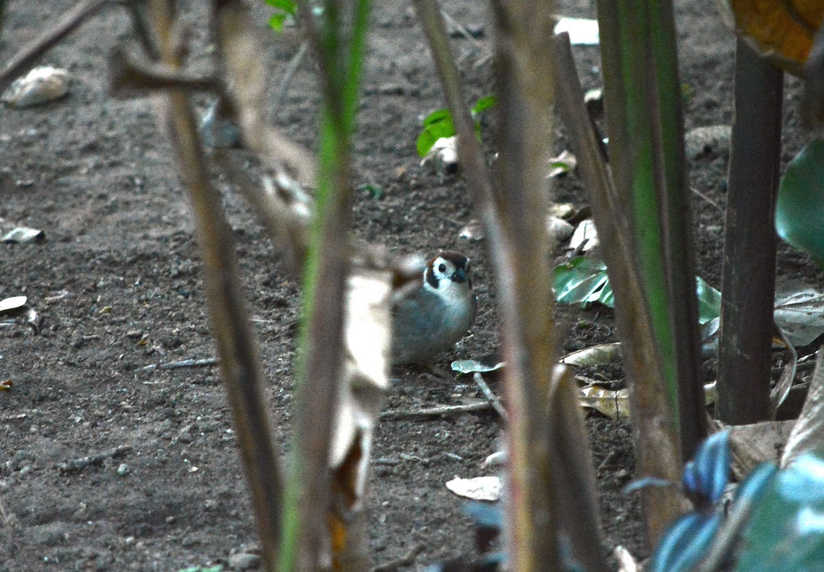 White-faced Ground-Sparrow - ML615131577