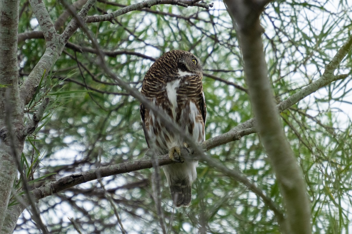Asian Barred Owlet - ML615131596