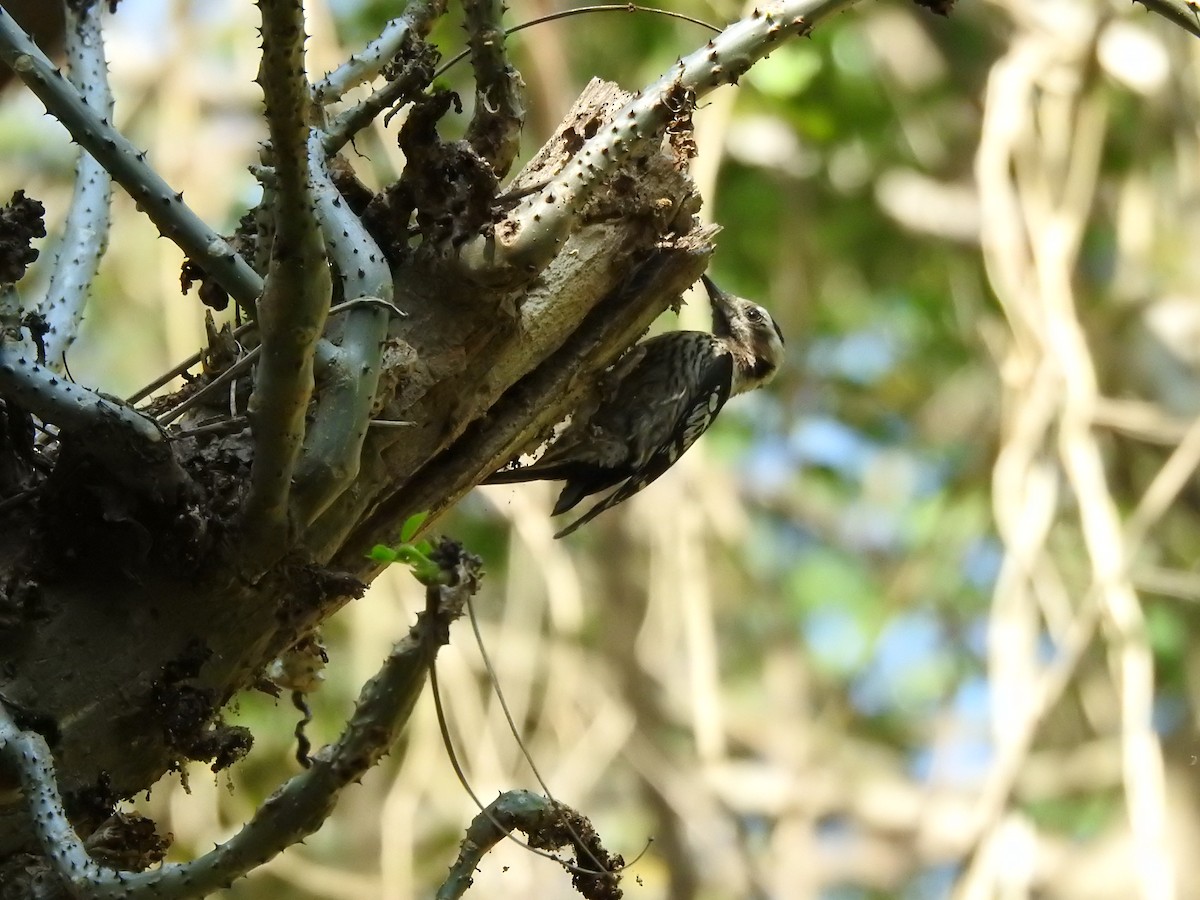 Gray-capped Pygmy Woodpecker - ML615131608