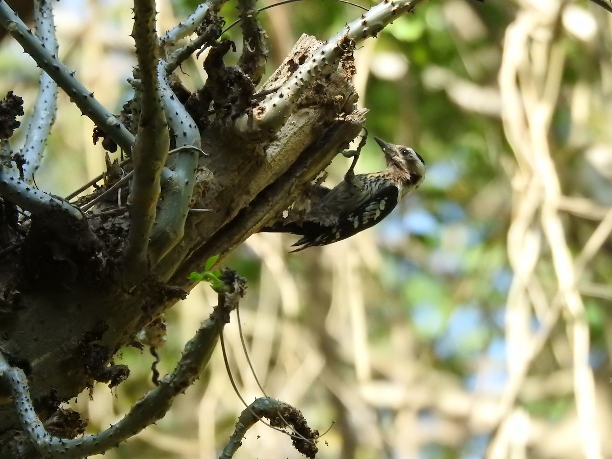 Gray-capped Pygmy Woodpecker - ML615131609
