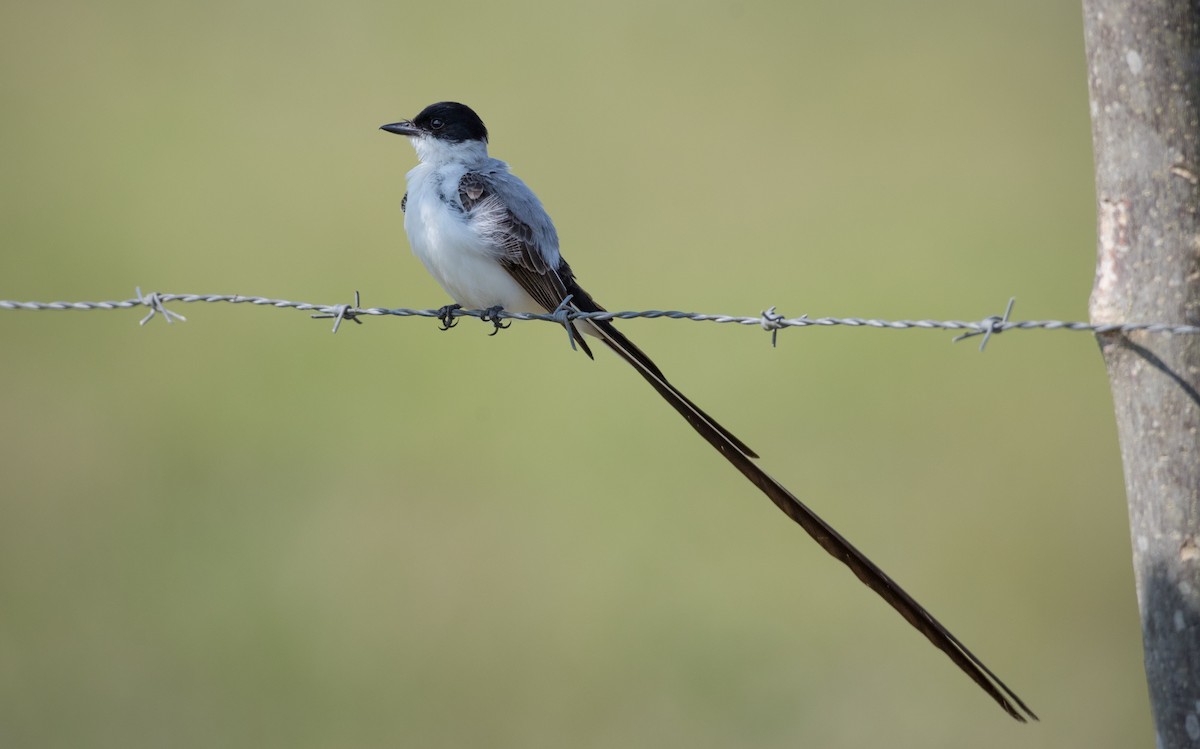 Fork-tailed Flycatcher - Ian Davies