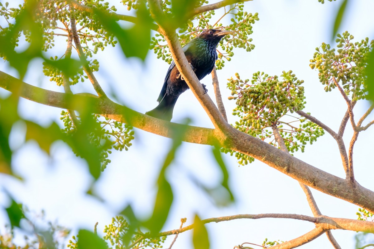 Hair-crested Drongo - ML615131712