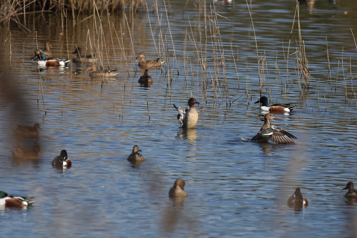 Green-winged Teal - ML615131814