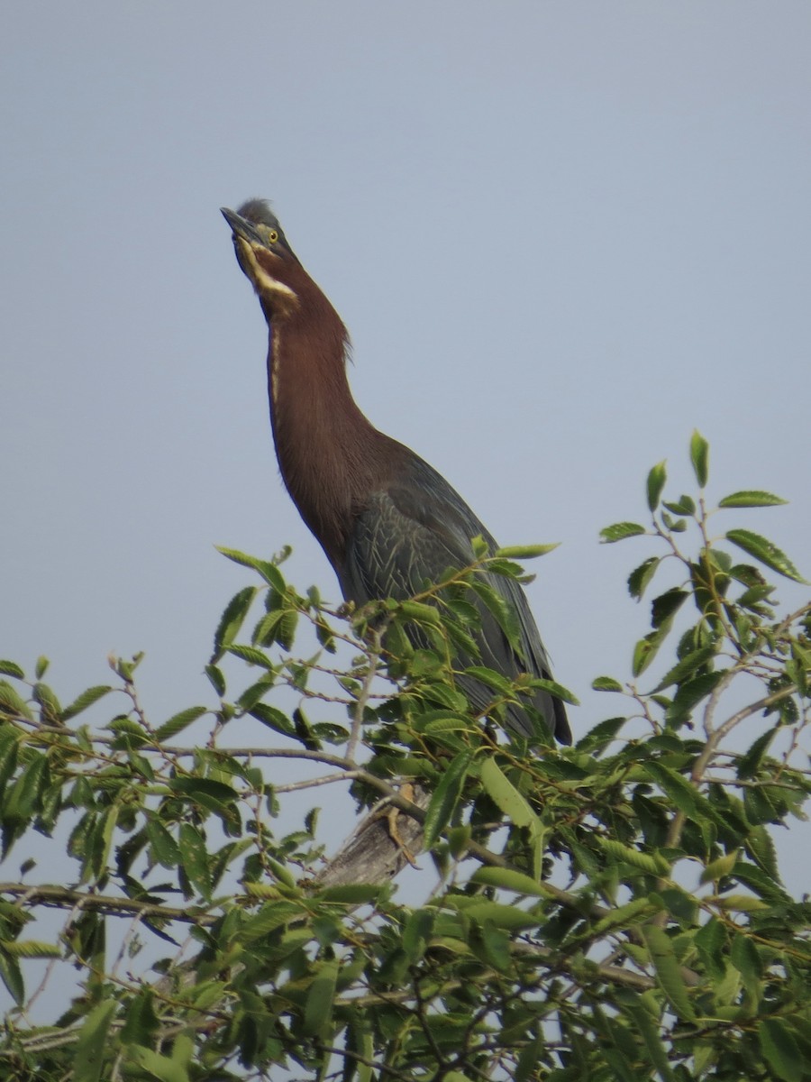 Green Heron (virescens/bahamensis) - ML615131847