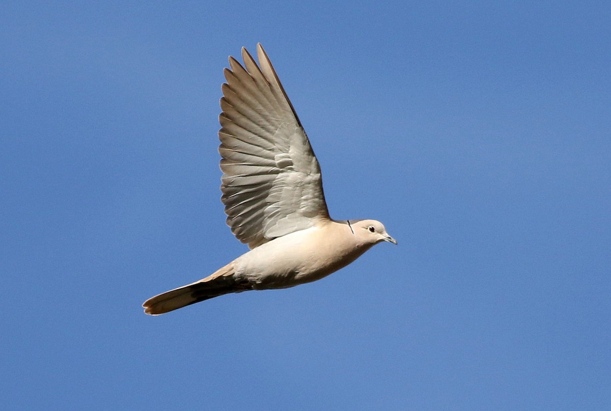 Eurasian Collared-Dove - ML615131861