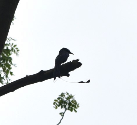 Lesser Racket-tailed Drongo - ML615131881