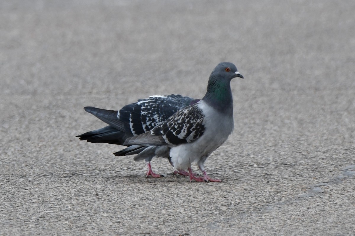 Rock Pigeon (Feral Pigeon) - ML615131889