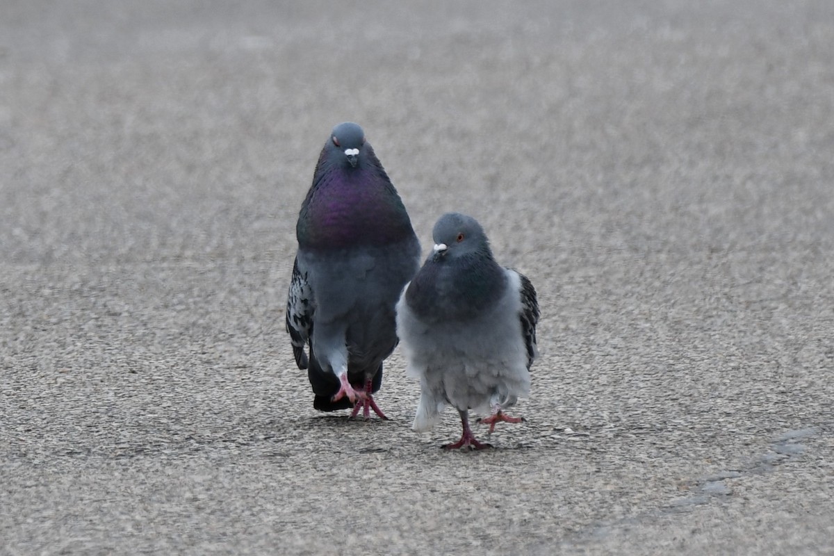 Rock Pigeon (Feral Pigeon) - ML615131890