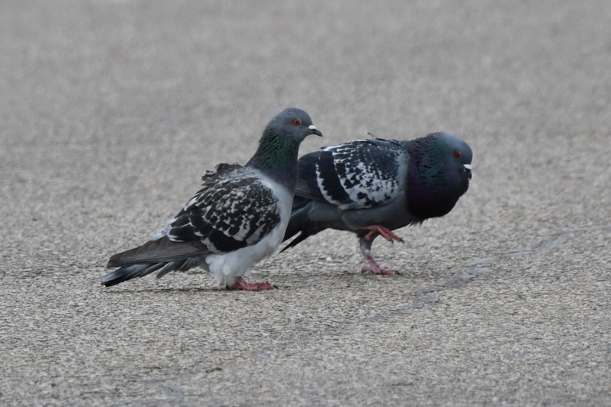 Rock Pigeon (Feral Pigeon) - ML615131892