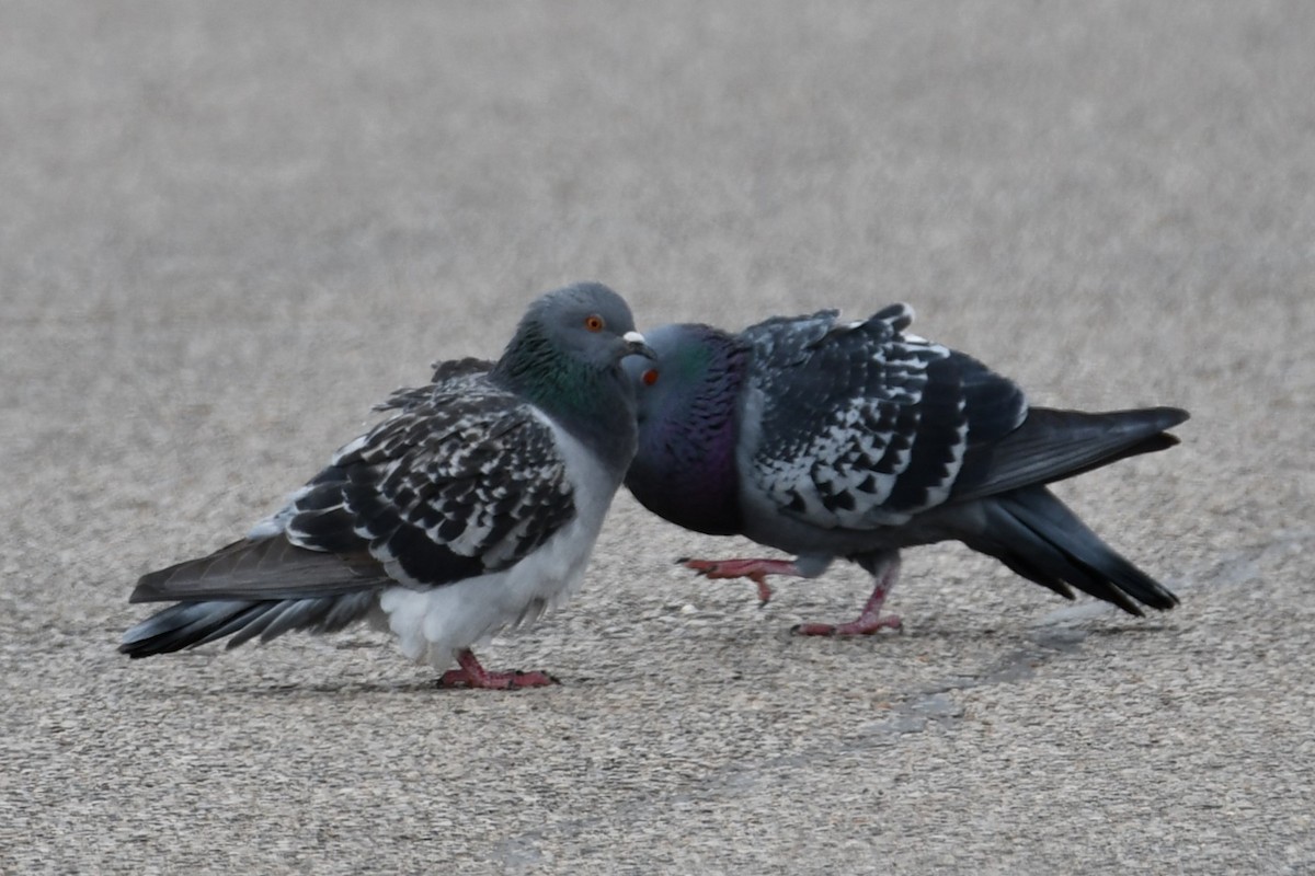 Rock Pigeon (Feral Pigeon) - ML615131893