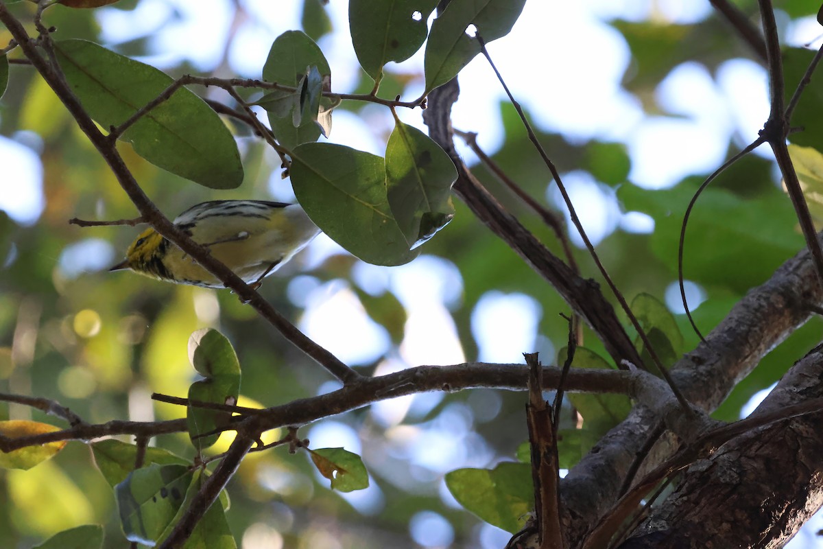 Black-throated Green Warbler - ML615131896