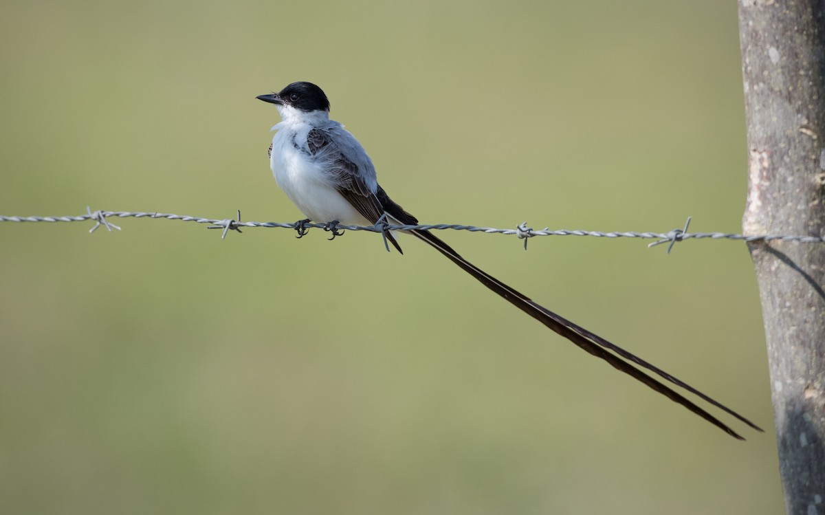 Fork-tailed Flycatcher - Ian Davies