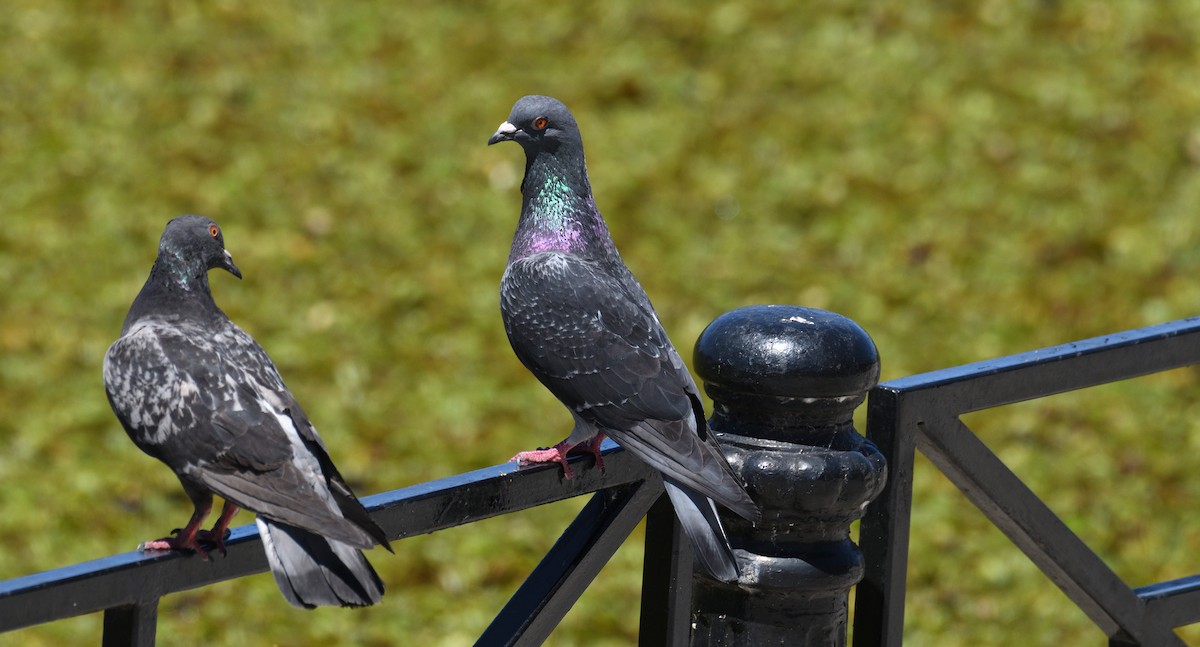 Rock Pigeon (Feral Pigeon) - ML615131919