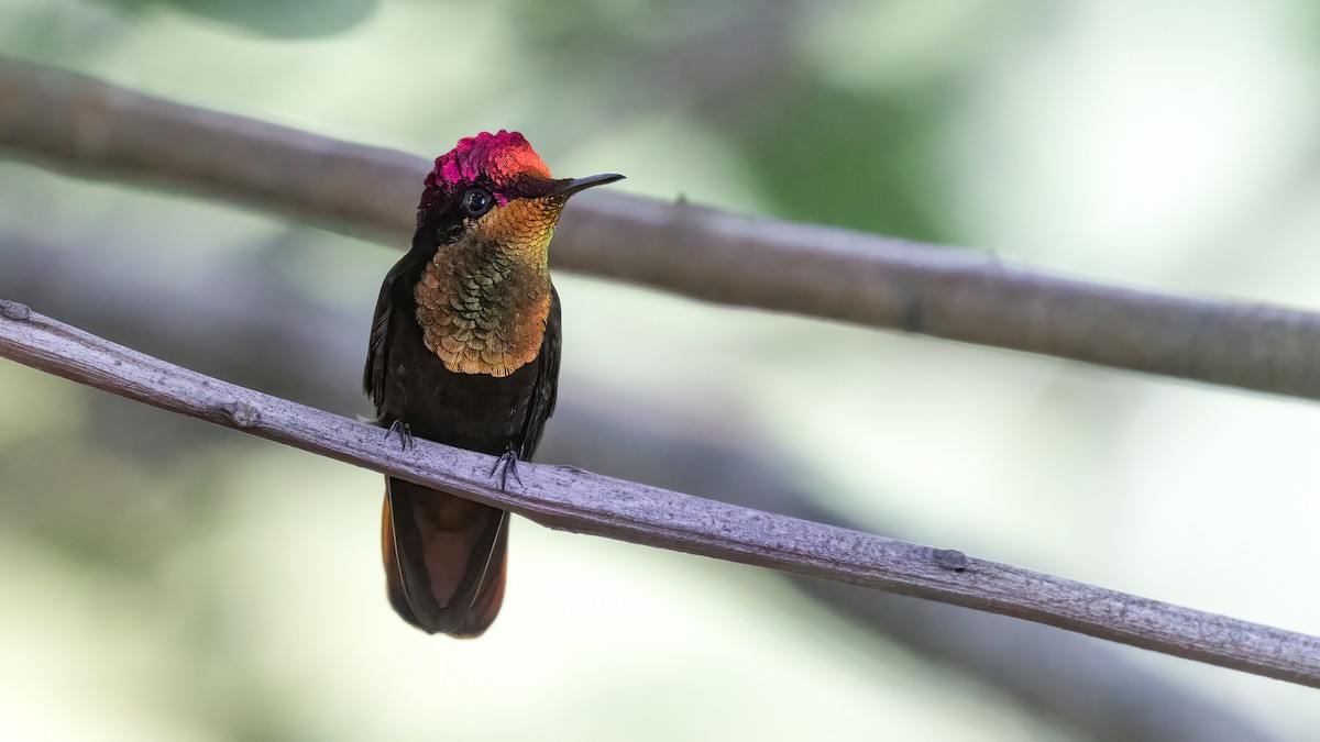 Ruby-topaz Hummingbird - ML615131984