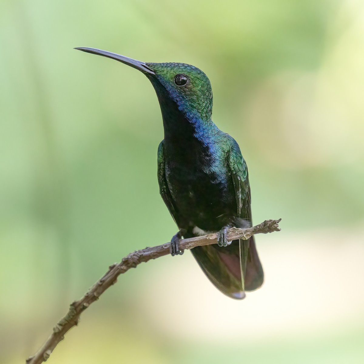 kolibřík tropický - ML615131999
