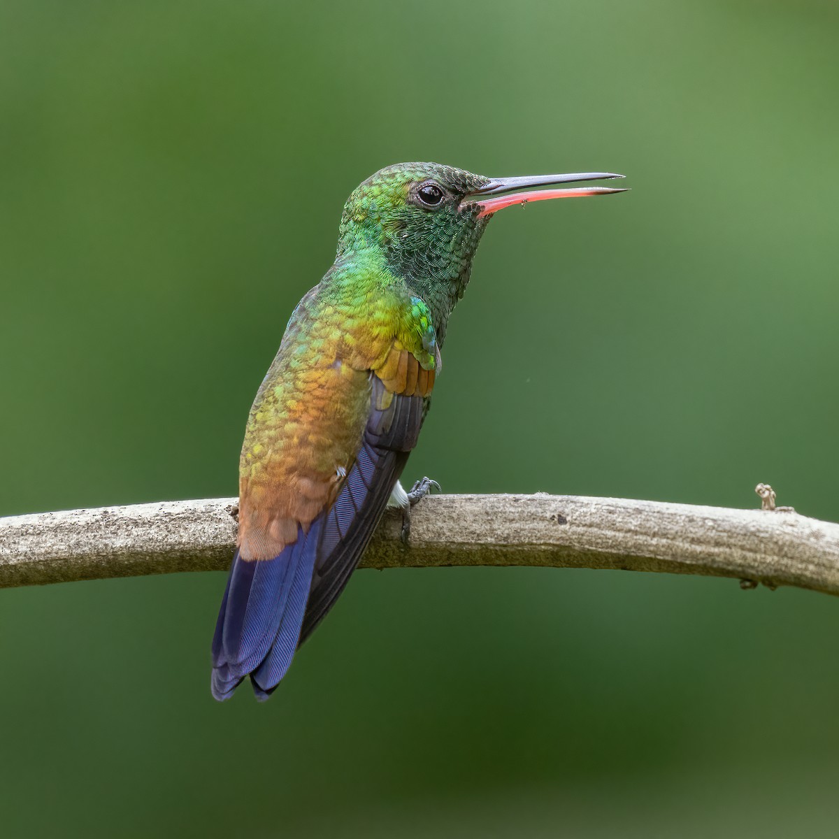 kolibřík měděnořitý - ML615132014