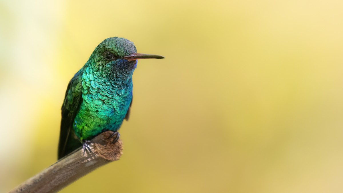 kolibřík modrobradý - ML615132022