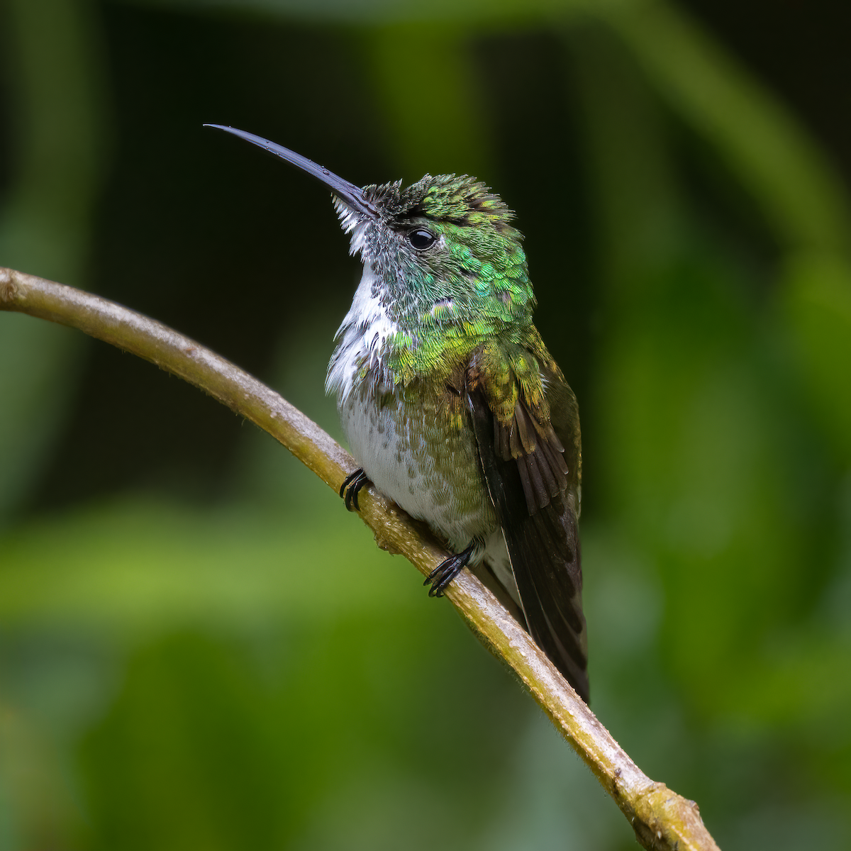 kolibřík běloprsý - ML615132068