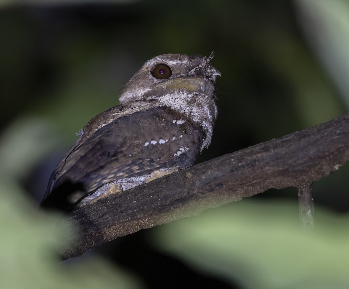 Marbled Frogmouth - ML615132085