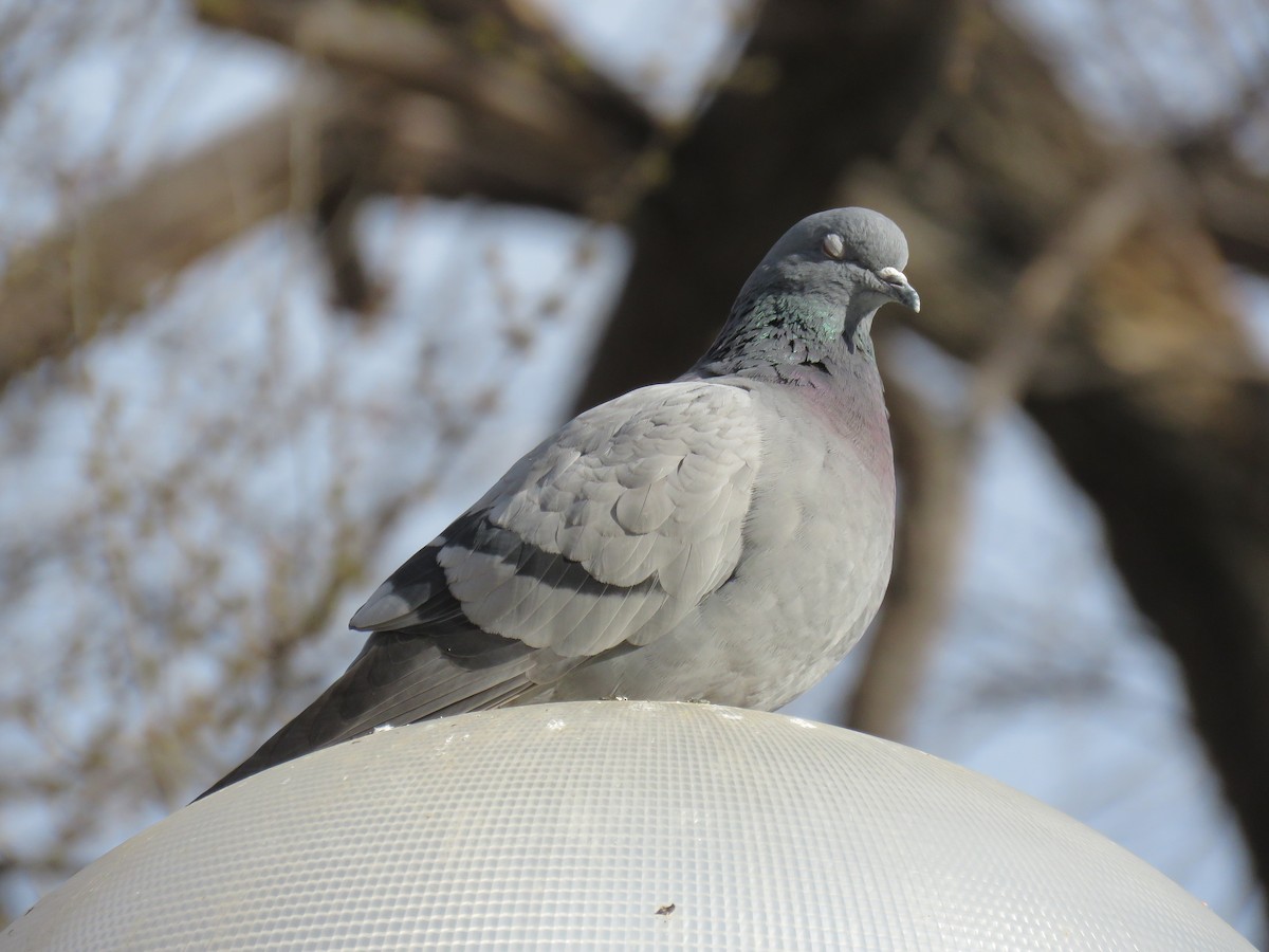 Rock Pigeon (Feral Pigeon) - ML615132244