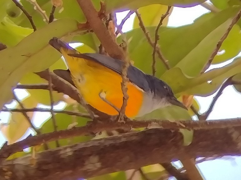 Orange-bellied Flowerpecker - ML615132320