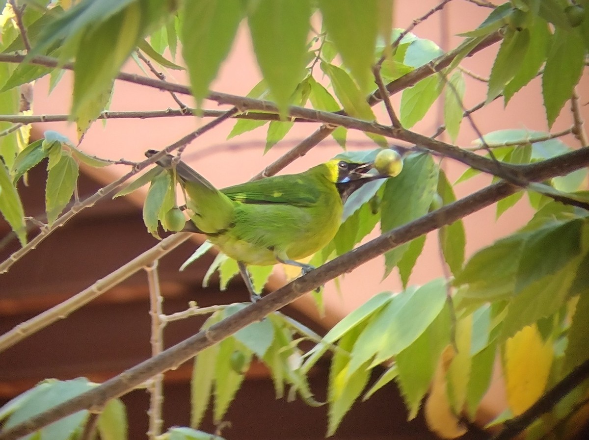 Lesser Green Leafbird - ML615132323