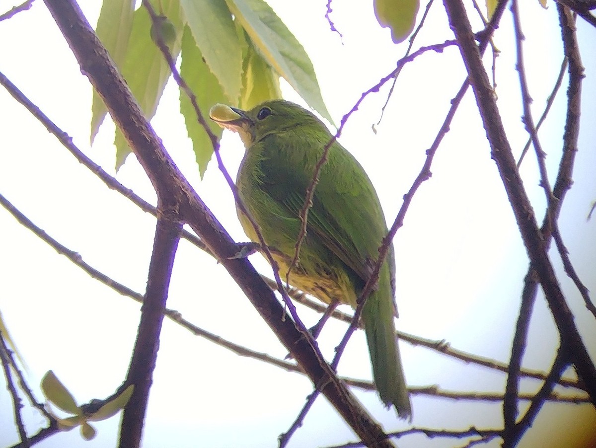 Lesser Green Leafbird - ML615132326