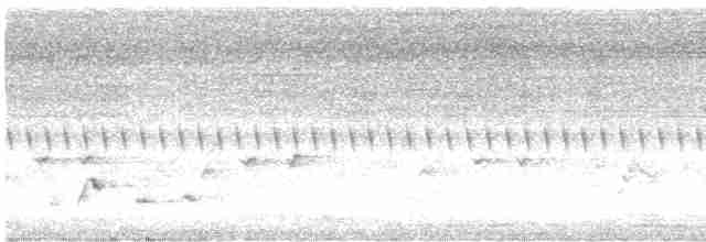 stripediamantfugl (melanocephalus gr.) - ML615132351