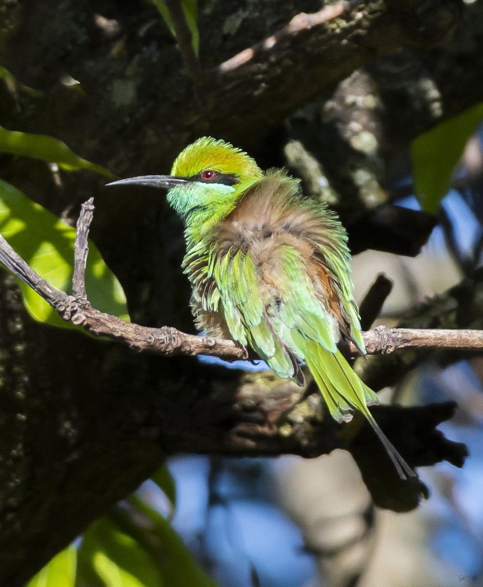 Asian Green Bee-eater - ML615132365